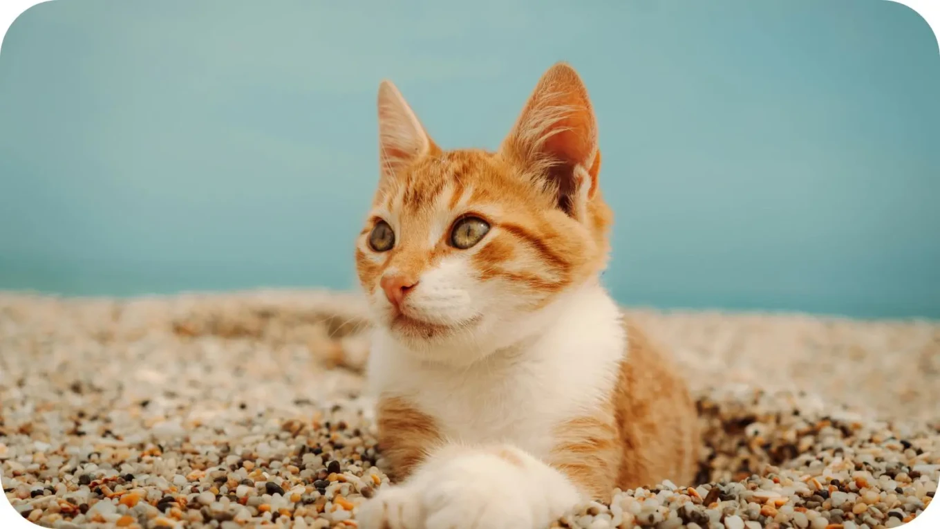 Areia Higiênica para gatos