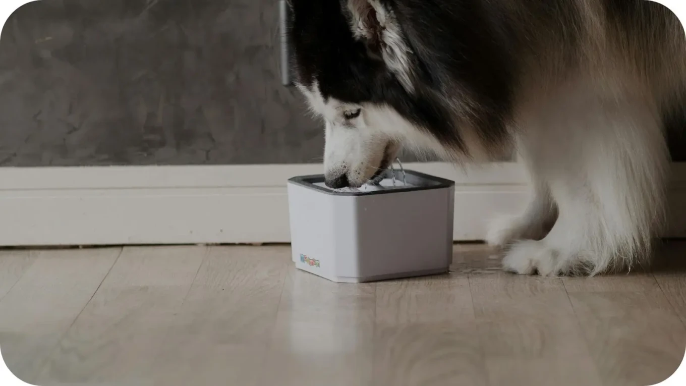 Bebedouro Automático para cães