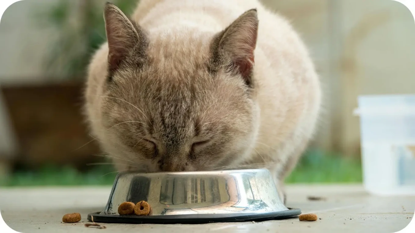 Rações para gatos Castrados