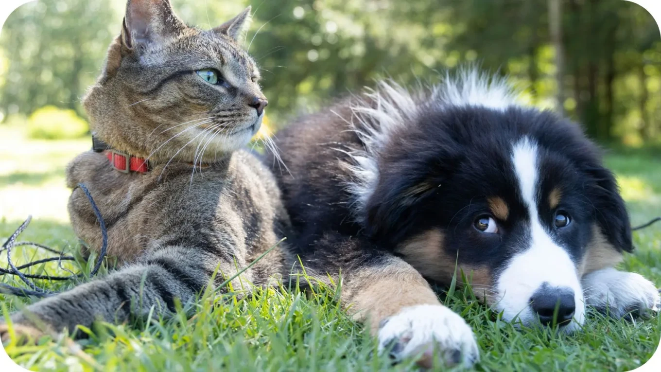 Guia de alimentação pets 2026