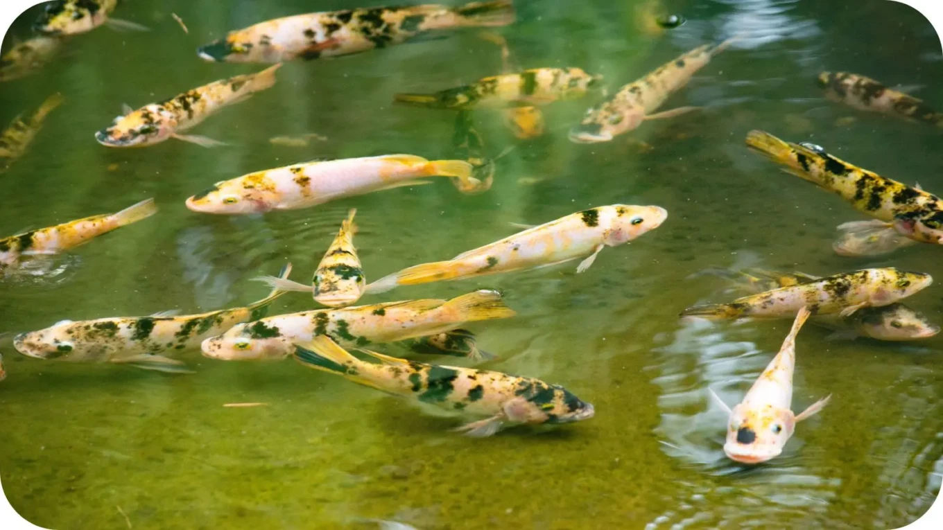 Peixes exóticos