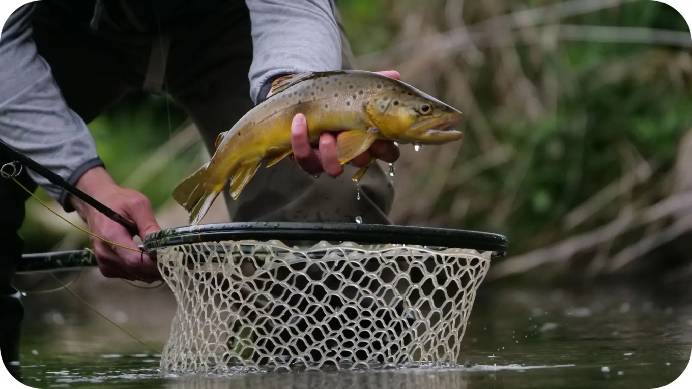 melhores passaguás para pesca
